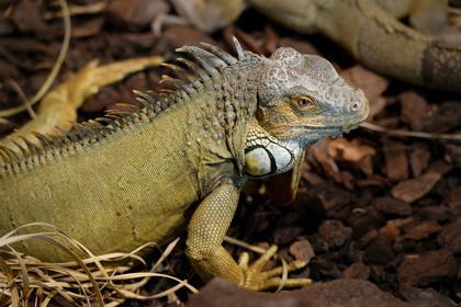 Portugal, Lisbonne, Jardin zoologique, iguane vert (Iguana iguana)