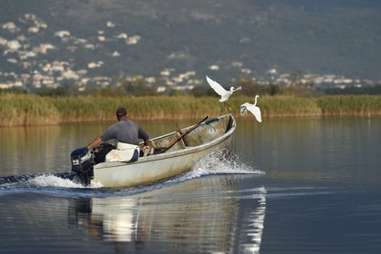 France, Haute Corse, fisherman in a boat on the pond of Biguglia (Stagnu di Chiurlinu) and little egret (Egretta garzetta), nature reserve of Corsica (RNC)