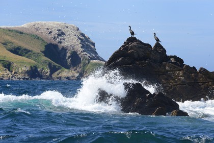 France, Cotes-d'Armor, Perros-Guirec, Sept-Iles Archipelago and bird sanctuary, Rouzic island, cormorants in front of the northern gannets colony (Morus bassanus)