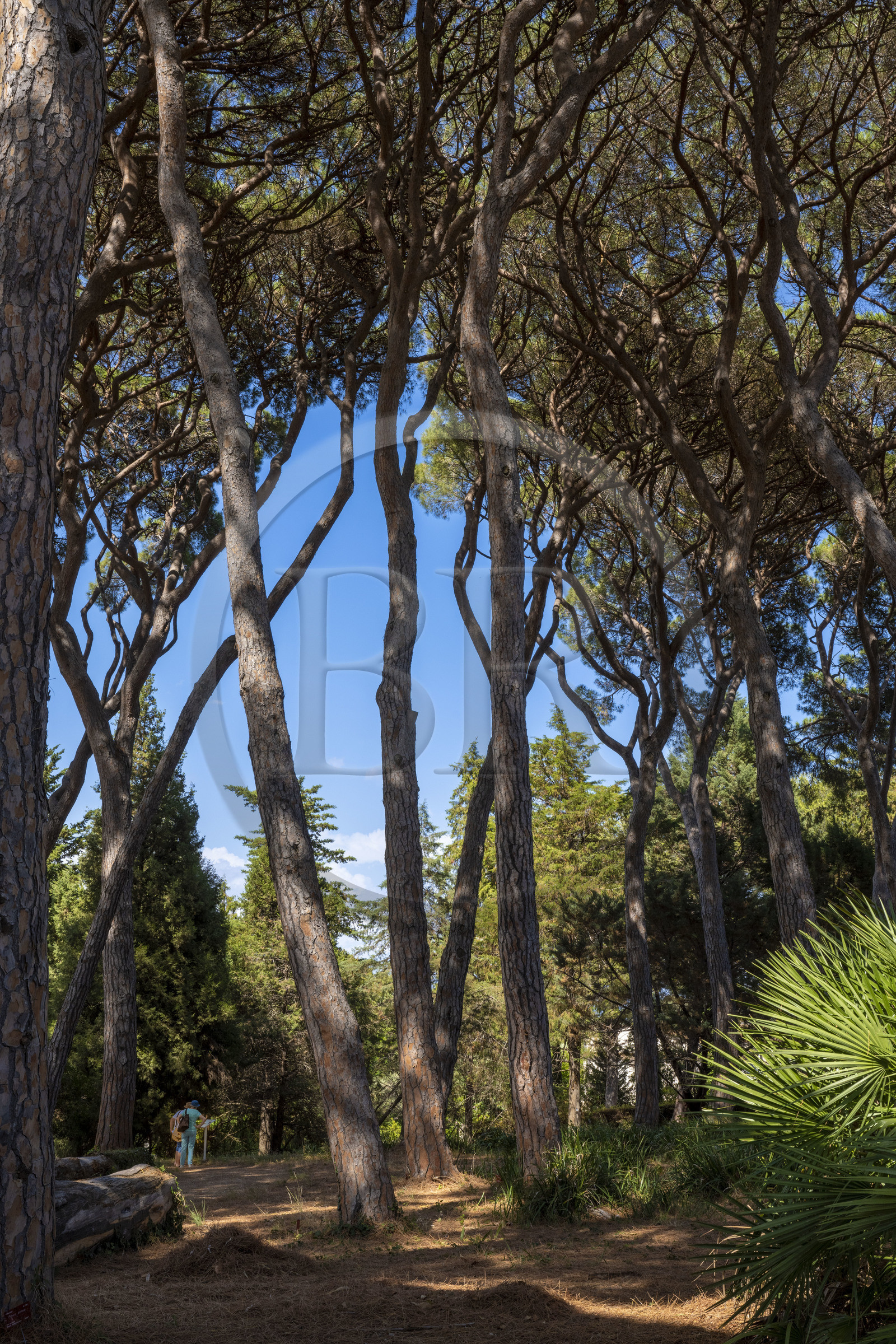 France, Alpes-Maritimes (06), Antibes, Le Jardin Botanique de la Villa Thuret (rattachée à l'INRAE), labellisé Jardin Remarquable et Arbre Remarquable, les pins parasols, même proches, respectent une distance au niveau de la cime appellée fente de timidité