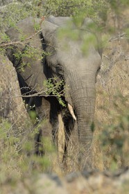 Zimbabwe, province des Midlands, Gweru, Antelope Park, éléphant d'Afrique (Loxodonta africana)