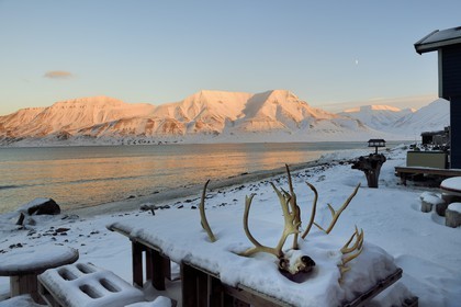 Norway, Svalbard, Spitzbergen, Longyearbyen, wooden houses on the edge of the Adventfjorden, reindeer skull