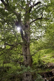 France, Var, Plan d'Aups Sainte Baume, Sainte-Baume Regional Nature Park, Massif de la Sainte-Baume relic forest protected for several centuries and classified as a national biological reserve, the original forest has a lot of beech trees
