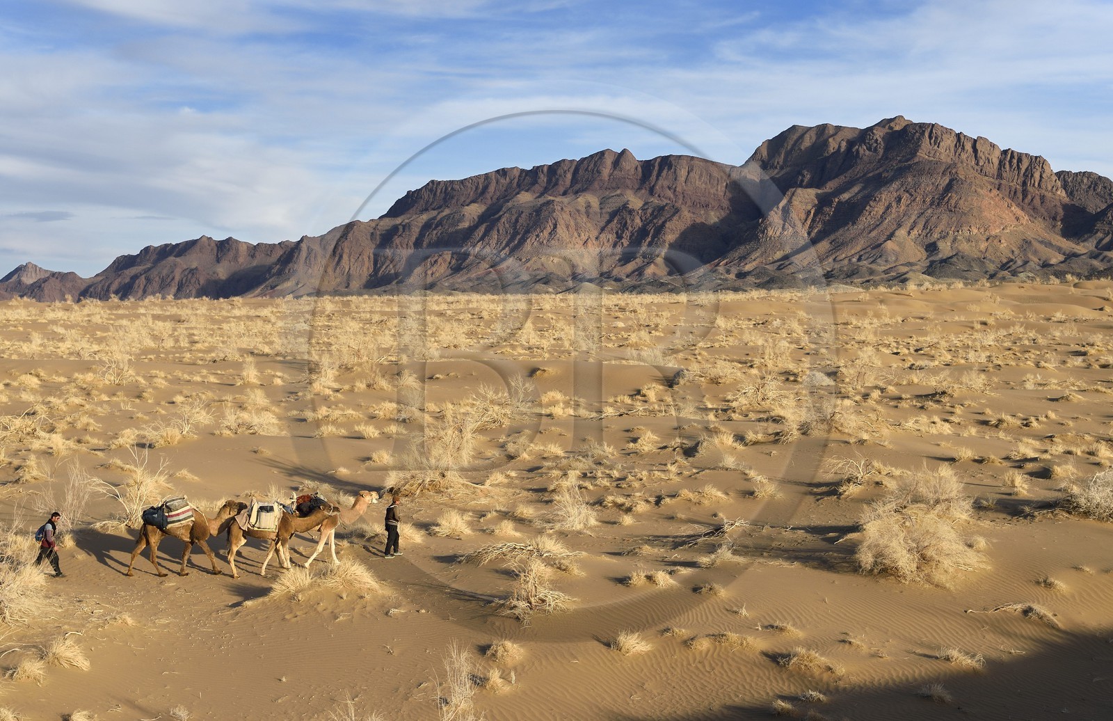 Iran, Province d'Ispahan, désert du Dasht-e Kavir, Mesr dans la région de Khur et Biabanak, caravane de dromadaires lors d'une randonnée chamelière au pied de la chaine de montagne de Dareh bidan