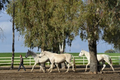 Espagne, Andalousie, province de Séville, Utrera, le haras Ayala (Yeguada Ayala), Pure race espagnole ou PRE (Pura Raza Espanola)