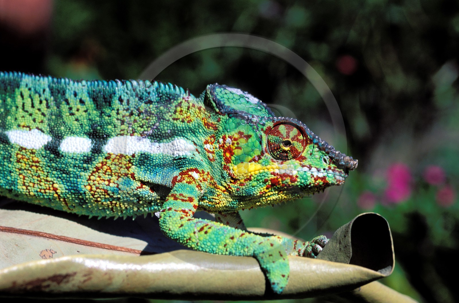 France, île de la Réunion, un caméléon male