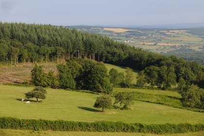 France, Saône et Loire (71), paysage de campagne au nord de Cluny