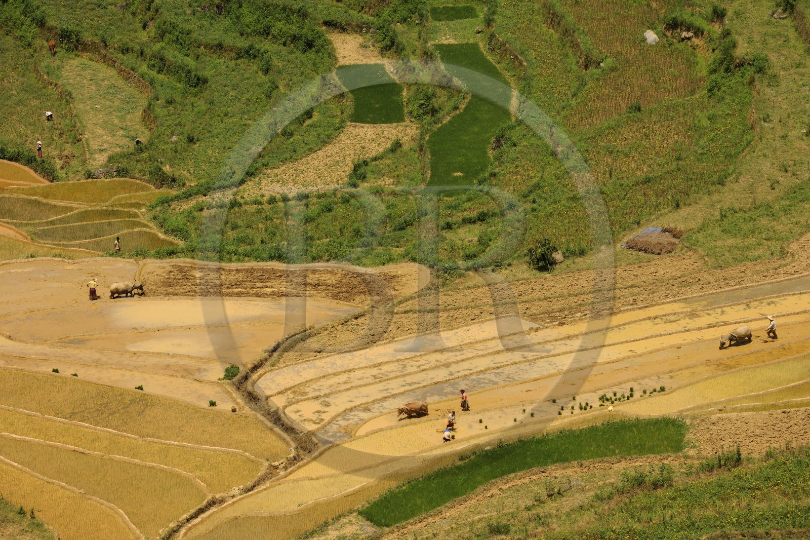 Vietnam, province de Lao Cai, région de Bac Ha, Can Cau, rizières en terrasses