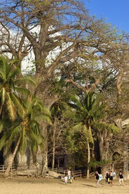 France, Mayotte island (French overseas department), Grande-Terre, Kani-Keli, the Maore Garden, baobab (Adansonia digitata) on the beach of N'Gouja