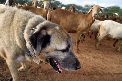 Namibie, Otjiwarongo, Cheetah Conservation Fund, centre de recherche et d'éducation, le Livestock Guarding Dog Program (programme chien de garde du bétail) du CCF a été très efficace pour réduire les taux de prédation et ainsi aussi l'inclinaison des agriculteurs à piéger ou tirer sur des guépards, chien Berger d'Anatolie aussi connu sous le nom de Kangal surveillant un troupeau de chèvres Boer et de moutons Damara