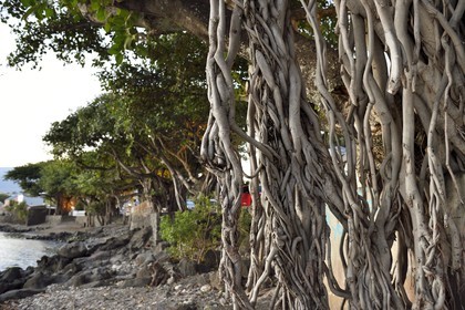 France, Ile de la Reunion, ville de Saint-Pierre, quartier de Terre Sainte, figuier des banians, banyan ou banian de l'Inde (Ficus benghalensis)