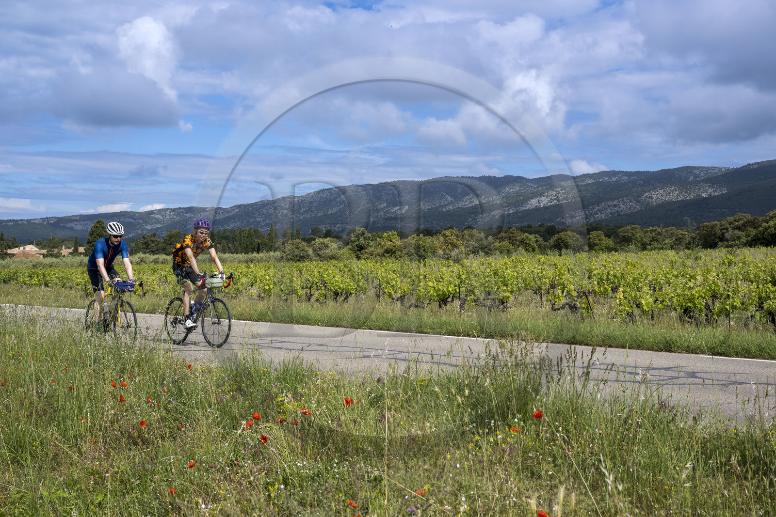 France, Vaucluse (84), Parc Naturel Régional du Mont Ventoux, vignoble de Bedoin, ascension à vélo du Mont Ventoux par la route D974 sur le versant sud