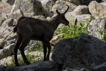 France, Alpes-Maritimes, Parc National du Mercantour (Mercantour national park), Haute Vesubie, Saint Martin Vesubie, Val du Haut Boréon, chamois (Rupicapra rupicapra) at Lac des Sagnes towards the Cougourde refuge