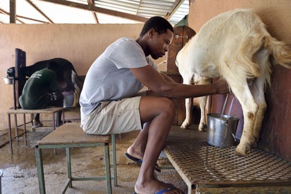 Namibie, Otjiwarongo, Cheetah Conservation Fund, centre de recherche et d'éducation, traite de chèvres Alpines pour la production de lait et de fromage