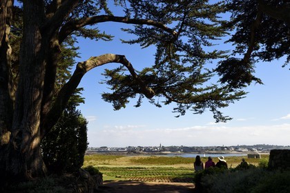France, Finistère (29), Ile-de-Batz, jardin Georges Delaselle ou jardin colonial, jardin exotique présentant une collection botanique provenant des cinq continents, ville de Roscoff en arrière plan