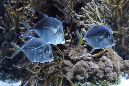 France, Charente-Maritime, La Rochelle, Aquarium La Rochelle, Compulsory Mention, lookdown (Selene vomer)