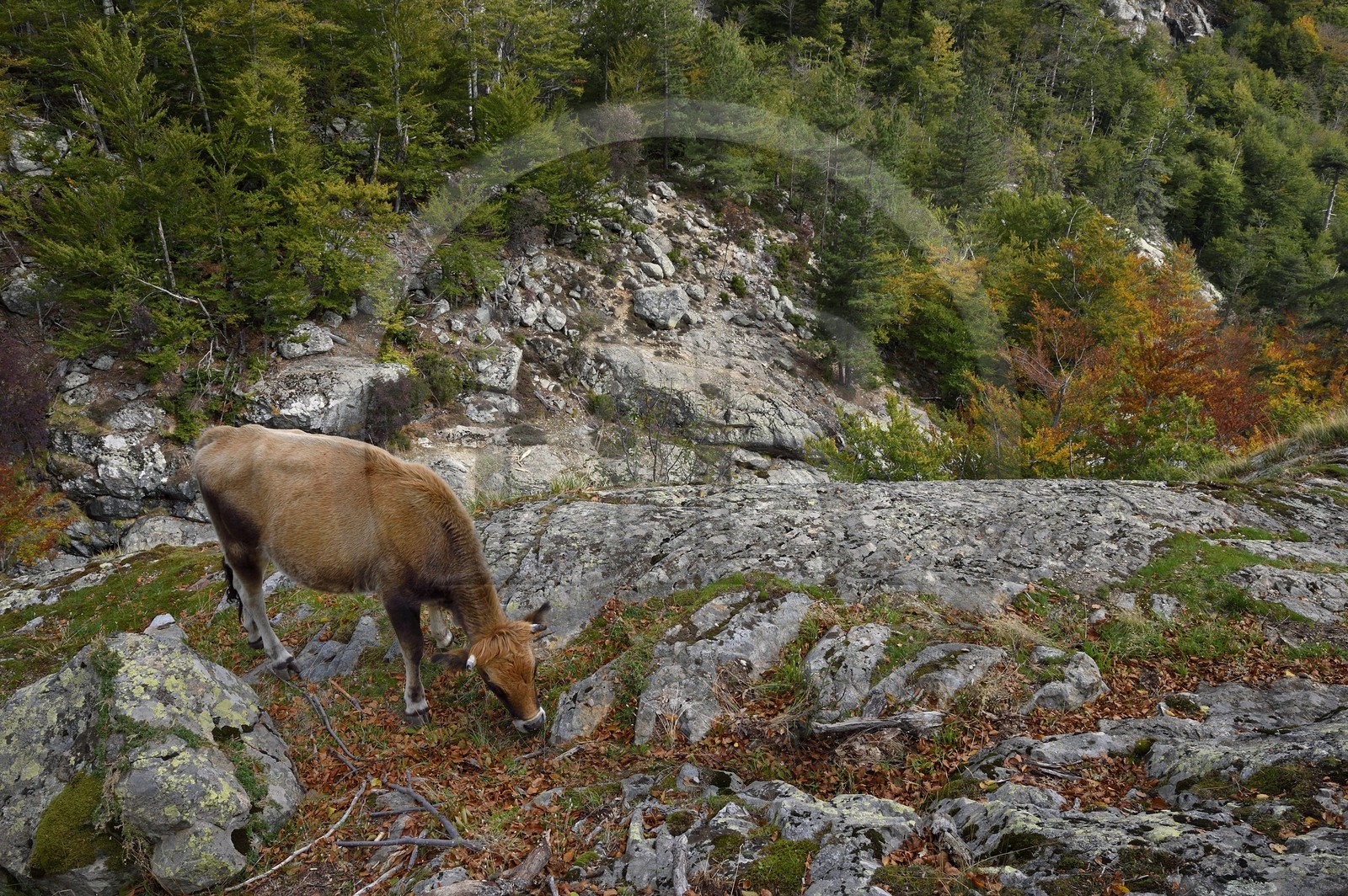 France, Haute-Corse (2B), Vivario, GR 20, étape entre le refuge de l'Onda et Vizzavona, foret de Vizzavona, vache paissant au bord des cascades des anglais, groupe de cascades dans la vallée de l'Agnone au pied du Monte d'Oro