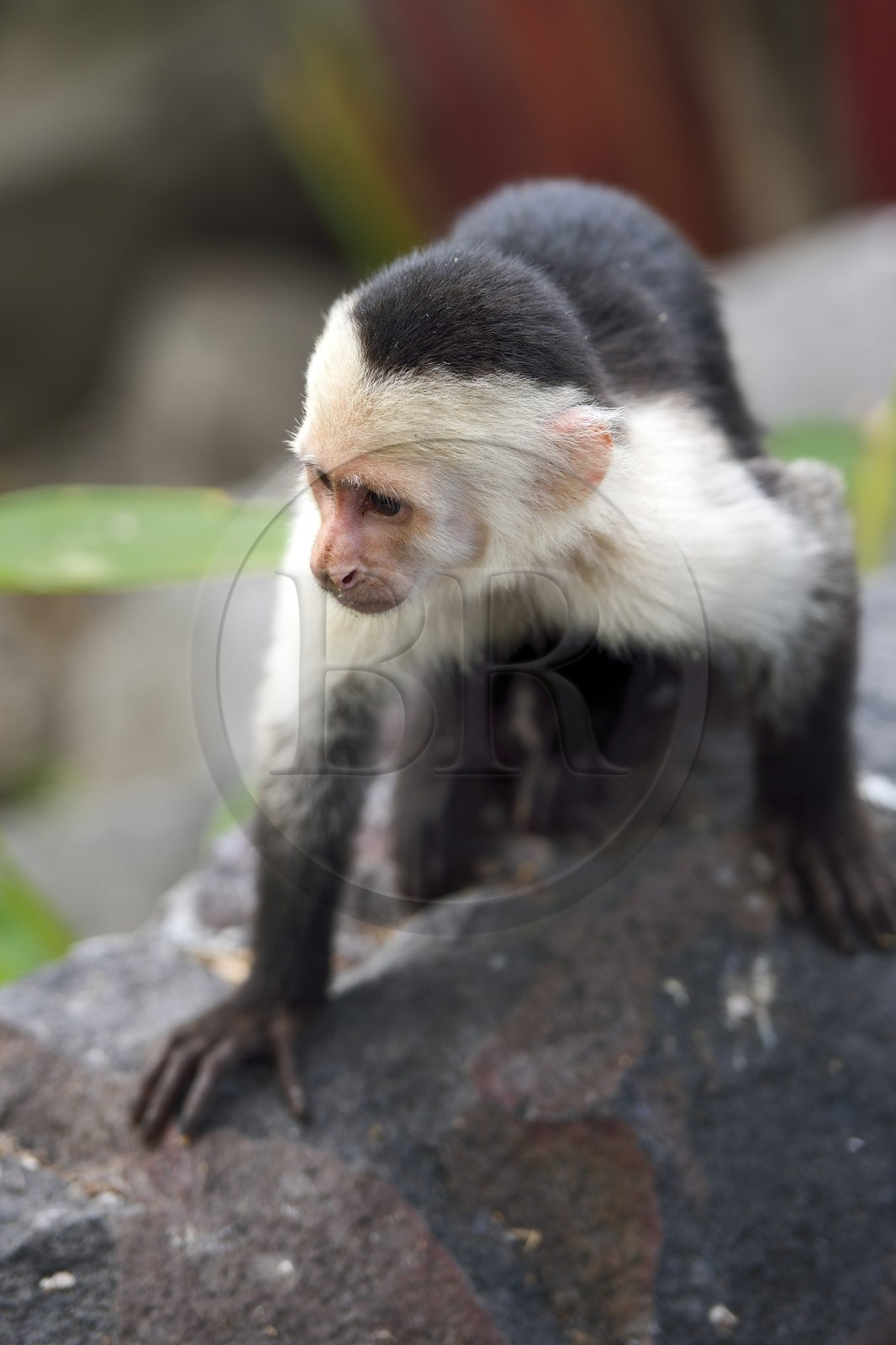 Nicaragua, Lac Nicaragua, Las Isletas de Granada, isla Zopango, Capucin moine (Cebus capucinus) Nicaragua, Lac Nicaragua, Las Isletas de Granada, isla Zopango, Capucin moine (Cebus capucinus)