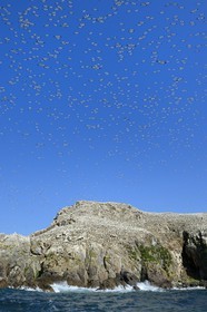 France, Cotes-d'Armor, Perros-Guirec, Sept-Iles Archipelago and bird sanctuary, Rouzic island, northern gannets colony (Morus bassanus), single point of nesting in France for more than 20,000 couples