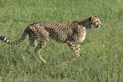 Namibia, Otjiwarongo, Cheetah Conservation Fund, research and education centre, cheetah (Acinonyx jubatus) in tall grass
