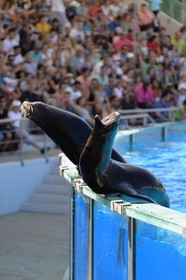 Portugal, Lisbonne, Jardin zoologique, le delphinarium, spectacle avec une otarie
