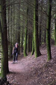 France, Bas Rhin, Northern Vosges Regional Natural Park, Obersteinbach, Steinbach national forest, hikers on the GR53 trail