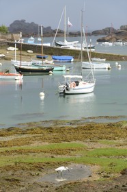 France, Cotes-d'Armor, Cote de Granit Rose (the Pink Granite coast), Tregastel, Little Egret (Egretta garzetta) in front of Renote island