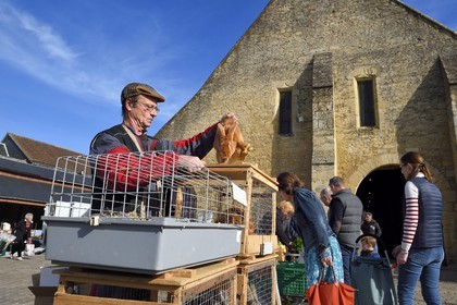 France, Calvados, Pays d'Auge, Saint Pierre sur Dives, market day in front of the 11th century covered market rebuilt in the 15th century, the breeder Pierre-Alain sells his rabbits alive