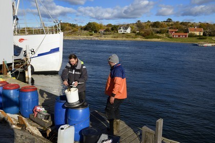 Sweden, Västra Götaland, Koster Islands, Sydkoster, Ekenäs port, preparing bait for lobster traps