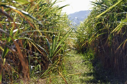 France, Reunion island (French overseas department), Saint-Louis, sugar cane fields