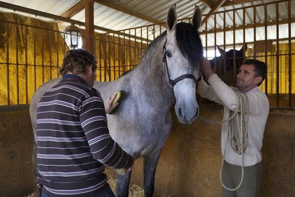 Espagne, Andalousie, province de Séville, Utrera, le haras Ayala (Yeguada Ayala), Pure race espagnole ou PRE (Pura Raza Espanola)