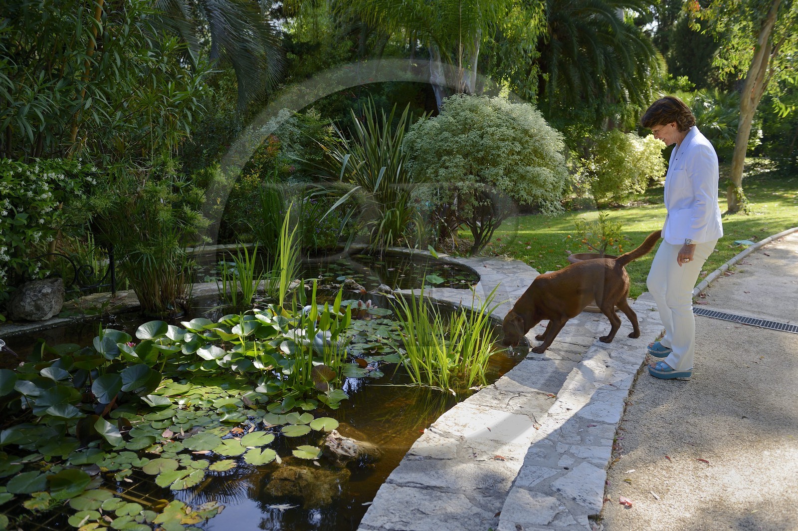 France, Alpes-Maritimes (06), Cannes, la villa La Californie où vécu Pablo Picasso, aujourd'hui renommé le Pavillon de Flore par Marina Picasso, Marina Picasso petite fille de Picasso en compagnie de ses chiens dans le jardin