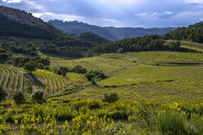 France, Vaucluse, Dentelles de Montmirail mountains, the vineyard and scrubland at the foot of the hilltop village of La Roque-Alric and the Dentelles Sarrasines in the background