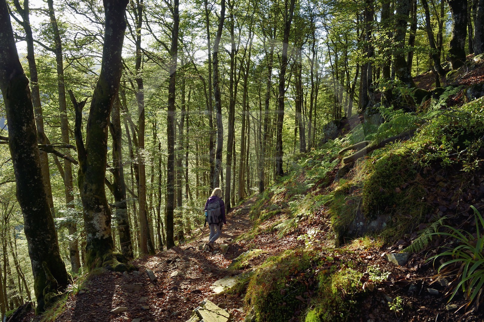 France, Haut-Rhin (68), Parc naturel régional des ballons des Vosges, Rimbach-près-Masevaux, randonneur marchant vers le Col des Perches non loin de Gazon Rouge dans les Vosges