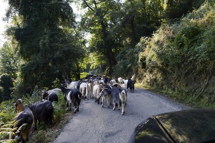 France, Haute Corse, herd of goats on a road of Castagniccia