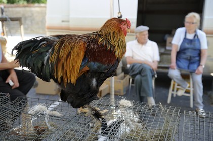 France, Saône et Loire (71), Louhans, le marché à la volaille du lundi, coq Brahma