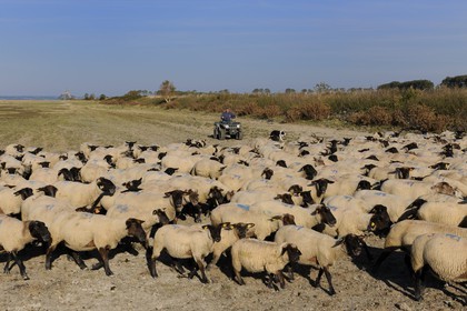 France, Ille et Vilaine, salt marshes of the Mont Saint Michel, Yannick Frain, farmer breeder of salt marshes sheep