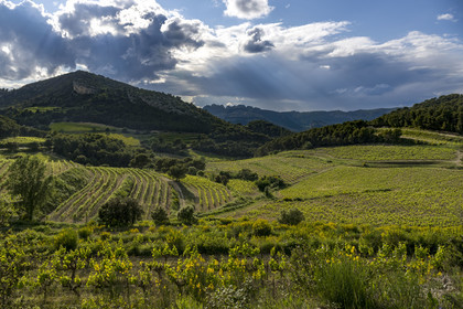 France, Vaucluse, Dentelles de Montmirail mountains, the vineyard and scrubland at the foot of the hilltop village of La Roque-Alric and the Dentelles Sarrasines in the background (aerial view)