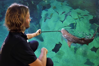 France, Pyrenees Atlantiques, Basque Country, Biarritz, Aquarium - the Sea Museum, Jean Baptiste Nurenberg feeding sharks