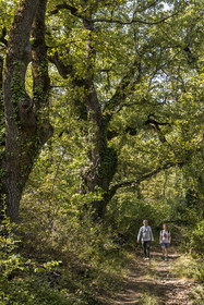 France, Var, Provence Verte (Green Provence), Bras, Academie du Bain de Foret Provencale (Academy of Forest Bathing in Provence), forest of the domaine Le Peyrourier - une campagne en Provence