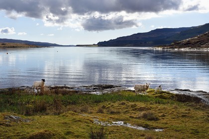 United Kingdom, Scotland, Highland, Inner Hebrides, Isle of Mull, sheep on the edge of Loch Scridain