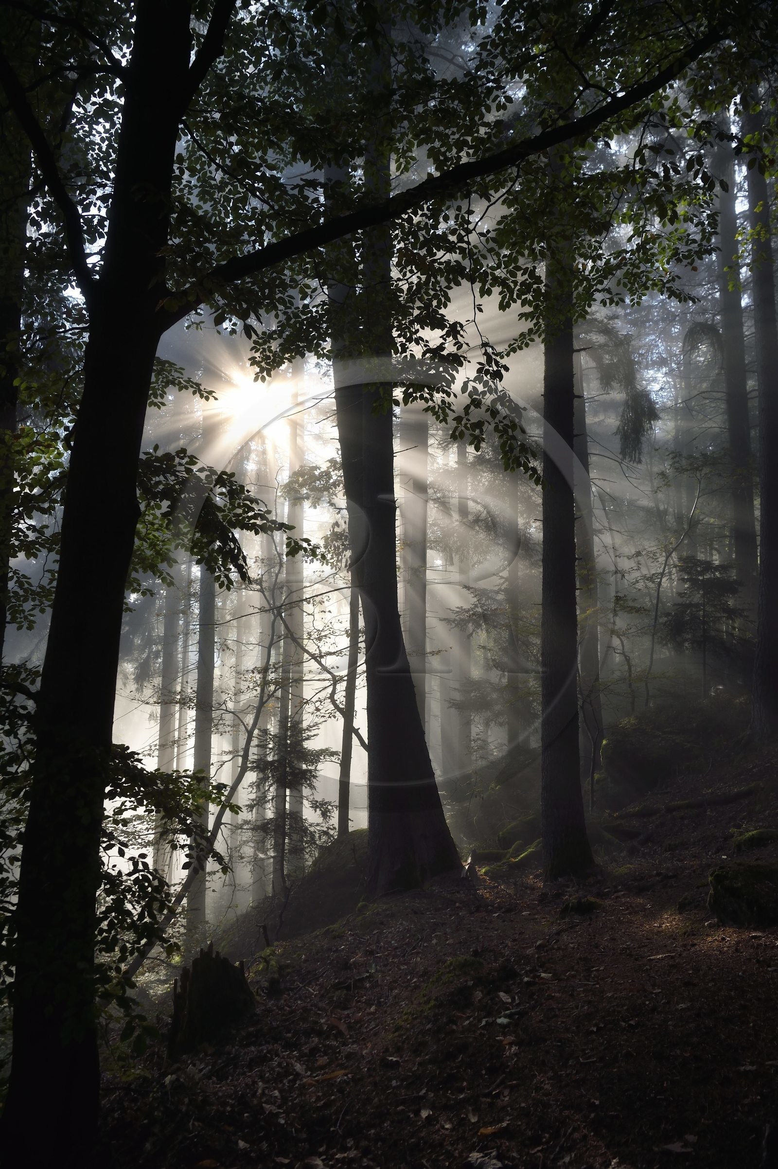 France, Bas-Rhin (67), Mont Saint-Odile, lever de soleil dans la brume du petit matin