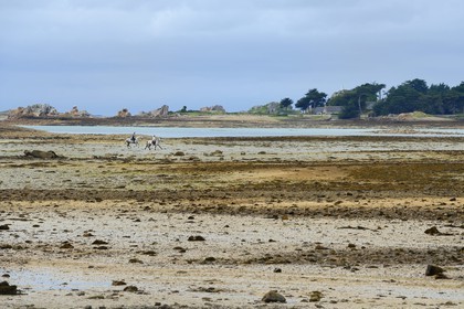 France, Cotes-d'Armor, Cote d'Ajoncs, Penvenan, horsemen on the beach of Bugueles at low tide and the island of St. Gildas in the background