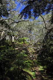 France, île de la Réunion, forêt de Bélouve