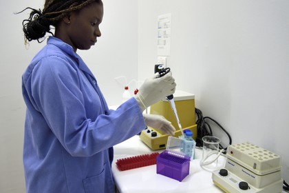 Namibie, Otjiwarongo, Cheetah Conservation Fund, centre de recherche et d'éducation, pipetage par Harmony dans la salle d'analyse de matière fécale de guépards en vue d'en extraire l'ADN