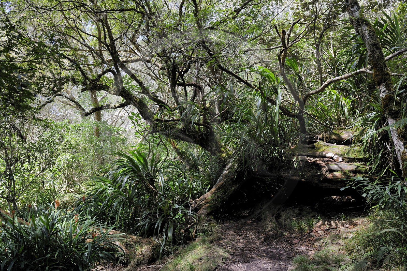 France, Reunion island (French overseas department), Belouve forest
