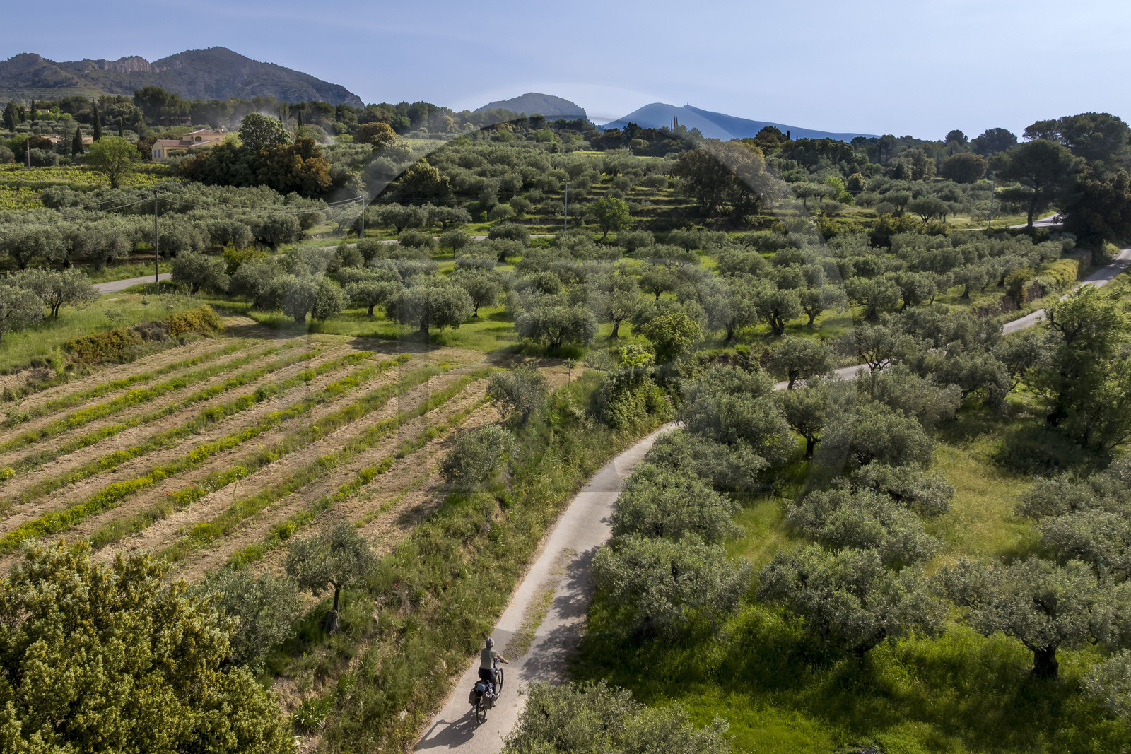 France, Vaucluse (84), Dentelles de Montmirail, Beaumes-de-Venise, randonnée à vélo électrique entre vigne et oliviers sur les petites routes (vue aérienne)