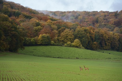 France, Meuse (55), Cotes de Meuse, Chatillon-sous-les-Cotes, biches en bordure de forêt