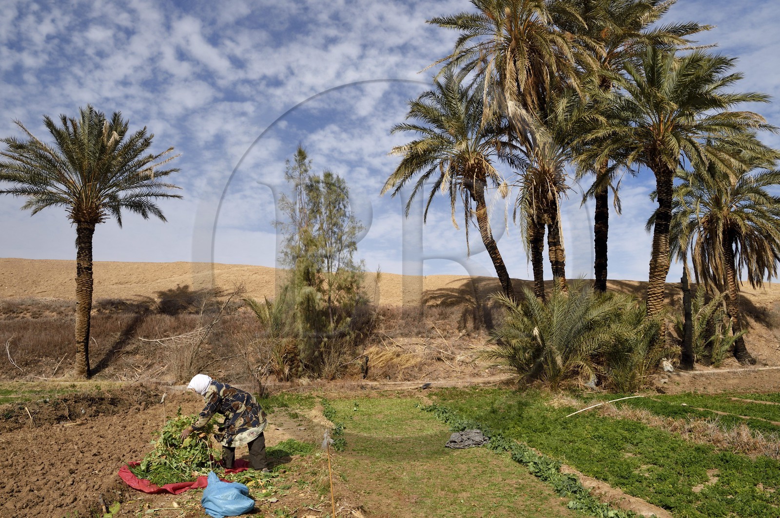 Iran, Province d'Ispahan, désert du Dasht-e Kavir, l'oasis d'Arousan dans la région de Khur et Biabanak, femme récoltant les navets dans son champ Iran, Province d'Ispahan, désert du Dasht-e Kavir, l'oasis d'Arousan dans la région de Khur et Biabanak, femme récoltant les navets dans son champ