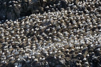 France, Cotes-d'Armor, Perros-Guirec, Sept-Iles Archipelago and bird sanctuary, Rouzic island, northern gannets colony (Morus bassanus), single point of nesting in France for more than 20,000 couples